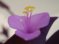a little flower on my balcony