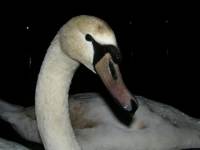 This photo is copyrightet (c) by I.Dropuljic