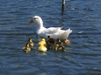 patkice u Vidu (Narona)