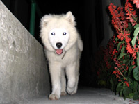 samoyed dog