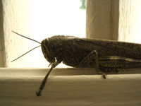 grasshoper ~ skakavac