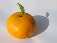 mandarina