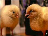 Chick Fight- zamalo