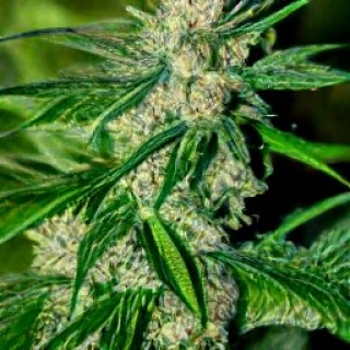 Miracle Alien Cookies Seeds