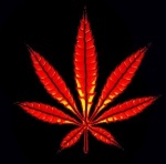 Viva la Cannabis
