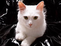 Gas-maska ponekad dobro do�e ako je ma�ka u ku�i.. (� suzi9mm).