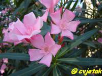 oleander