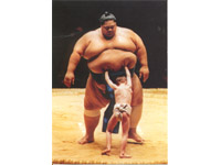 sumo