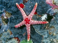 sea star