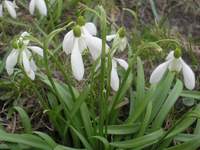 visibaba Galanthus nivalis