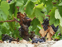 Plavac mali za dinga�