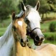 I love horses,because they are beautifal animals and are worth of exaust!I love other animals too but horses are number one!
