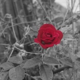 Srca i ruže
