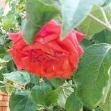 Ruža crvena
