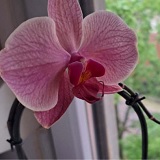 Cvijet Orhideje
