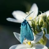 Bogata priroda ibenskog kraja