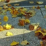 Zlatni cekini Zlatni cekini