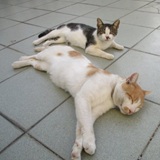 Nemoj reći ljudima da sanjam Nemoj reći ljudima da sanjam