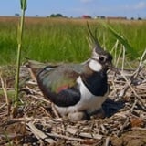 Novi video o pticama Hrvatske Novi video o pticama Hrvatske