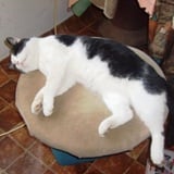 Ne budite me, znate li koji je ovo mesec?? Ne budite me, znate li koji je ovo mesec??