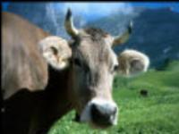 �ta ste danas uradili za svoj imunitet?!!