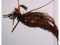 ovakve sadnice su najzastupljenije u proizvodnji jagoda, i kada se od sadnice razvije grm jesti �emo njene jagode...