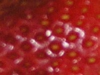 ora��i�i iliti sjemenke