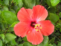 sljez iliti hibiskus