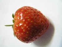 hidroponska iliti soilless uzgojena jagoda