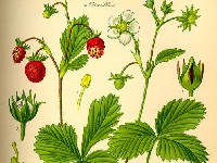 �umska jagoda iliti Fragaria vesca (o.a. specijalno za Blokche:-)