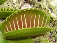 papalica iliti muho�derka, pa ako si muha budi hrabra i u�i u mene:-)