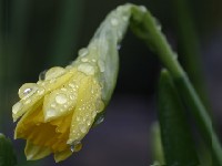 narcis iliti sunovrat