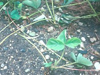 vrije�a iliti stolon dobiva se kloniranjem, a od nje se proizvede nova sadnica