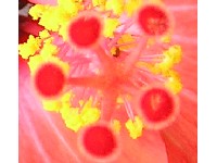 sredi�te iliti centar ne�ega