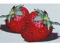 dvije iliti skra�eno dve jagode