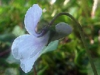 fijolica iliti ljubi�ica