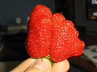 jagoda �udovi�te ili nakaza