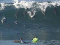 dupini iliti delfini koji dolaze valom