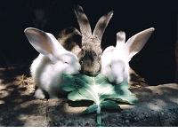 Ovo su uredno poslo�eni 