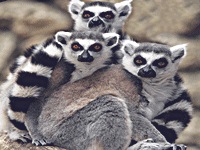 Pogledajte ovaj �ivotinjski Immortal!