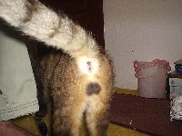 �upak moga ma�ka