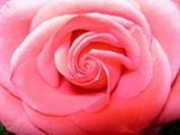 ...beautiful pink rose...