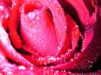 Beautiful Rose...