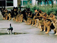 Pravi junak u akciji