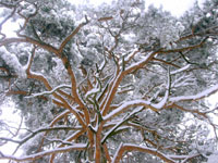 Čestitka sa Zlatibora, Božić 2006.