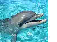 Obini delfin