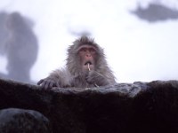 makaki majmun