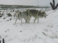 su kosti koje aljaški malamut lako probavlja