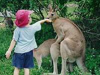 `dal da jedem il` da jebem