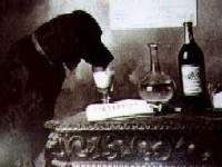Dogs on Booze